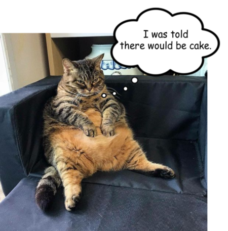 Where is my cake?